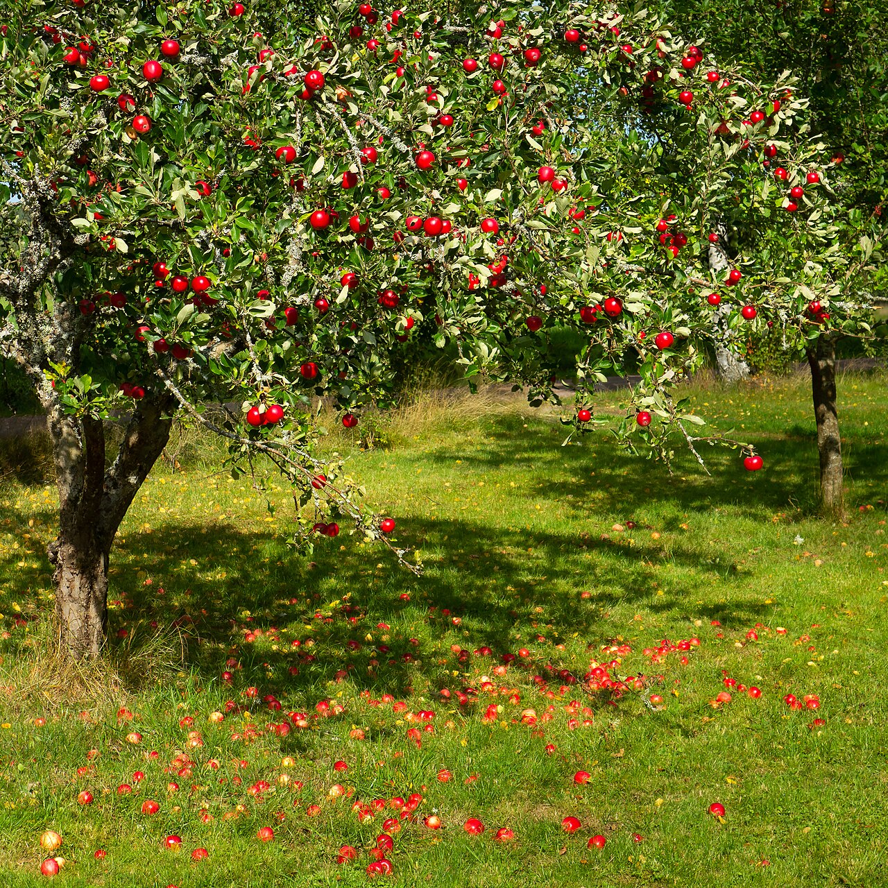 Apple's Container Makes No Sense as a Docker Replacement — Until You See It as a Box for AI Agents — Tree with red apples in Barkedal 4