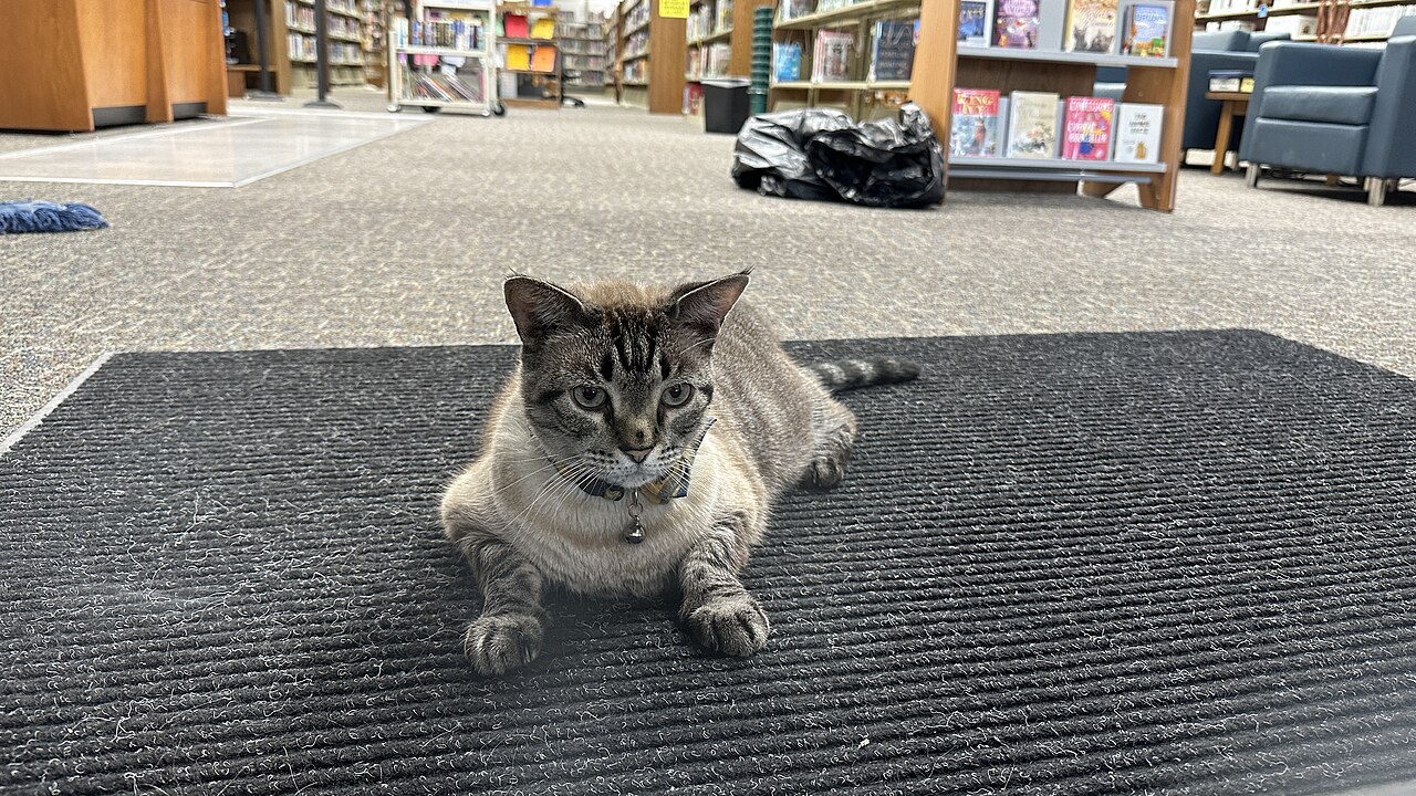 Browser-Based AI Meeting Assistant Transcribes Zoom, Teams, Google Meet, and Webex Calls — Browser White Settlement Library cat