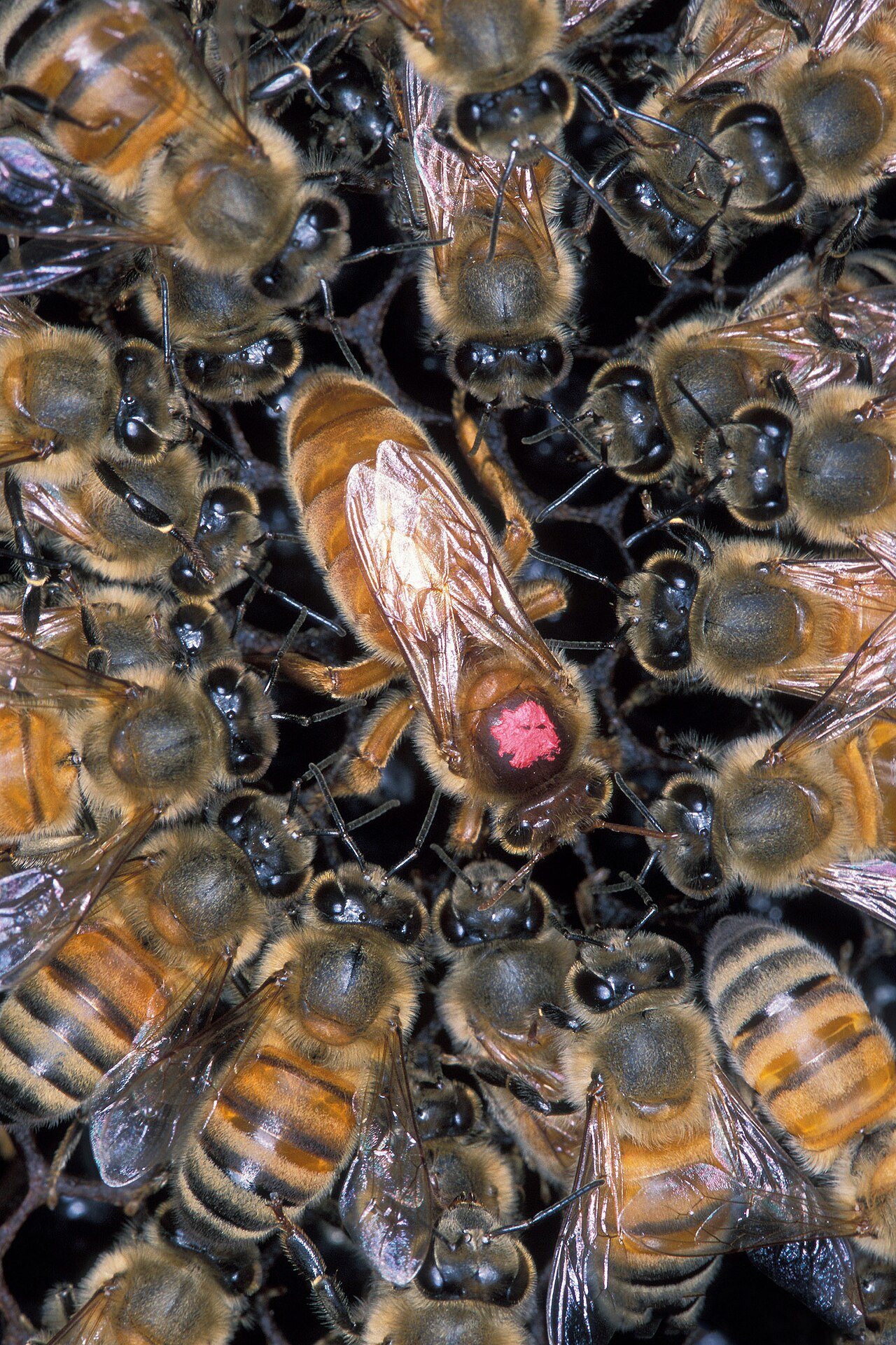 How to Access DeepSeek API From Vietnam Without a Credit Card — Apis mellifera scutellata 1355021