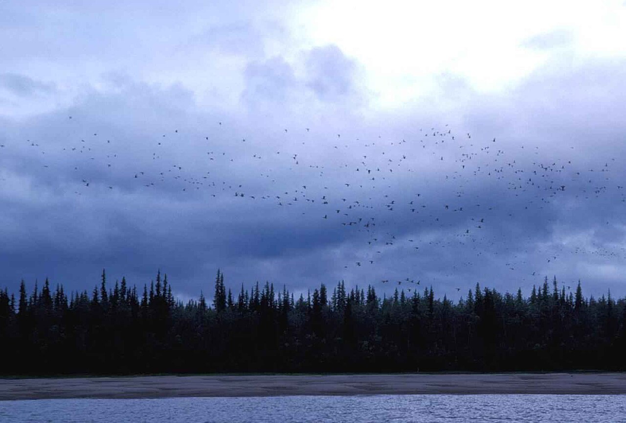 Migrating From Claude to Antigravity: The Hidden Cost of Context Loss — Migrating birds flying in dusk