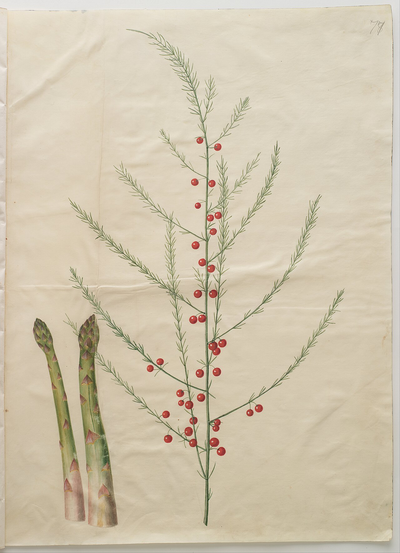 Google Tests AI Contribution Payments for Publishers — Asparagus officinalis