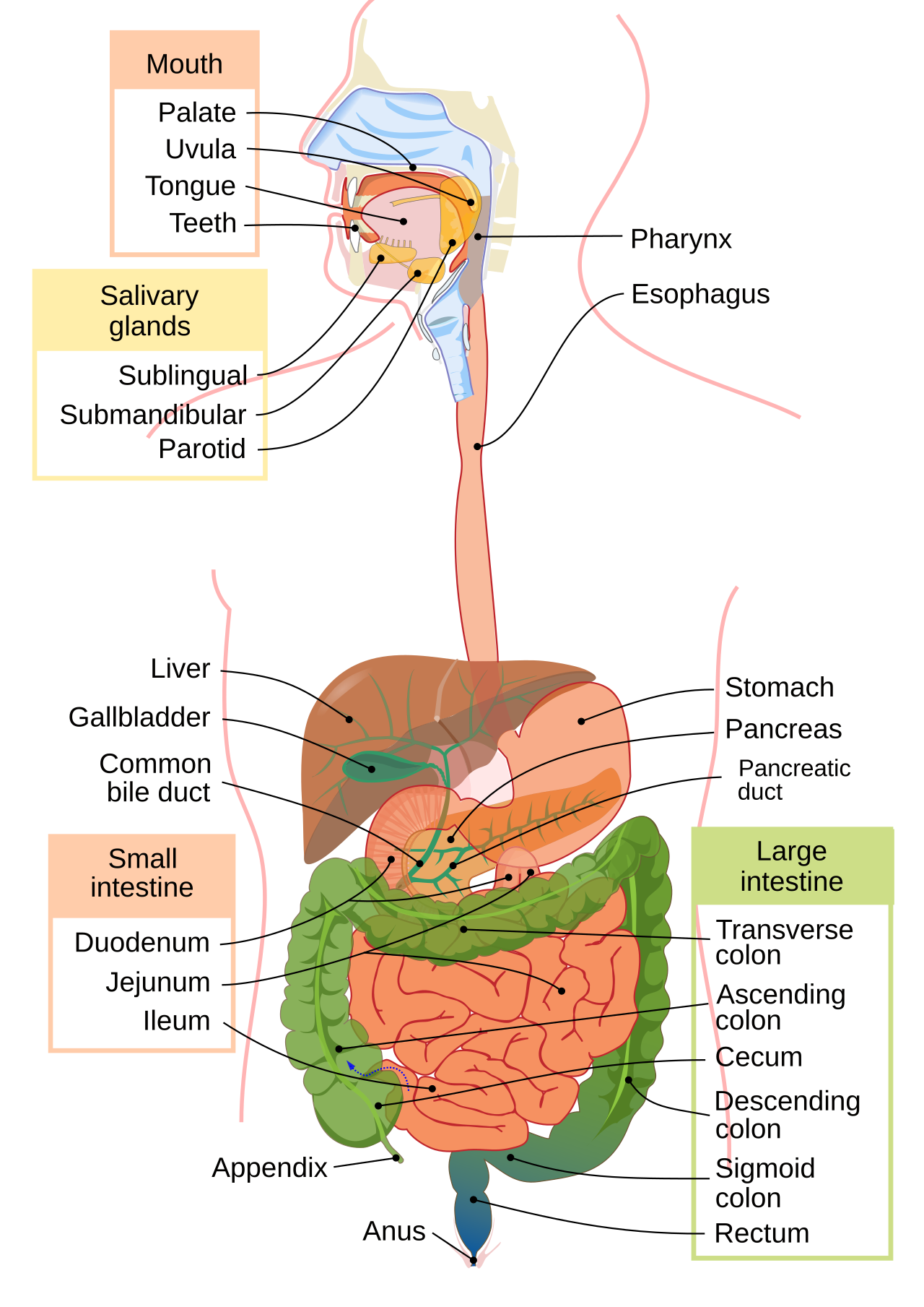 Developer Adapts Jev's 'System One Judgment' Into Open-Source Agent Baize — Digestive system diagram en