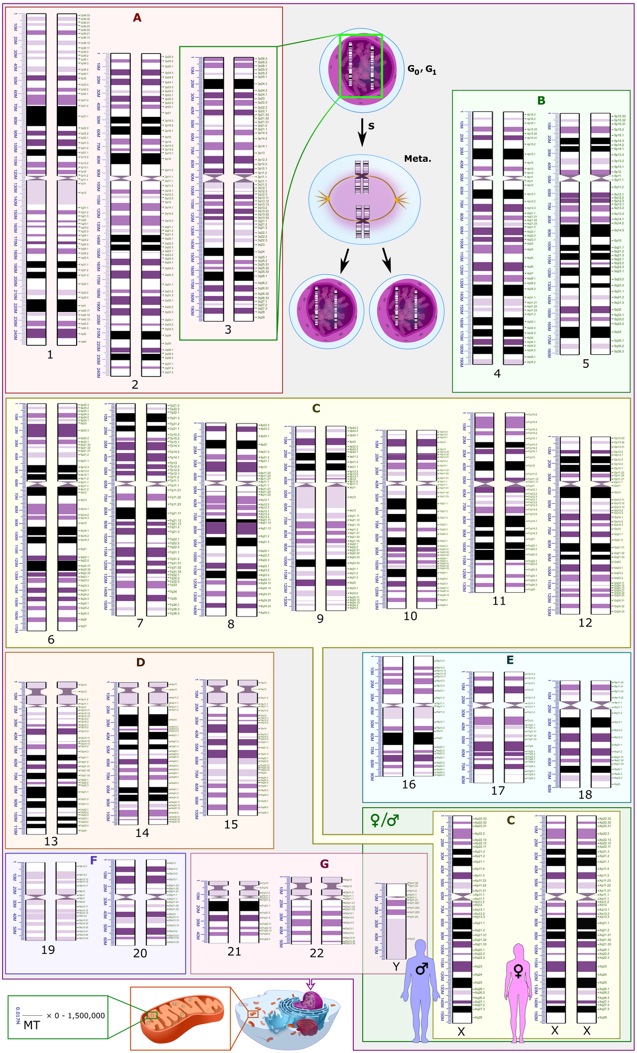 The Human Bottleneck: Why Scheduled AI Drafting Agents Fail on Approval — Human karyotype with bands and sub-bands