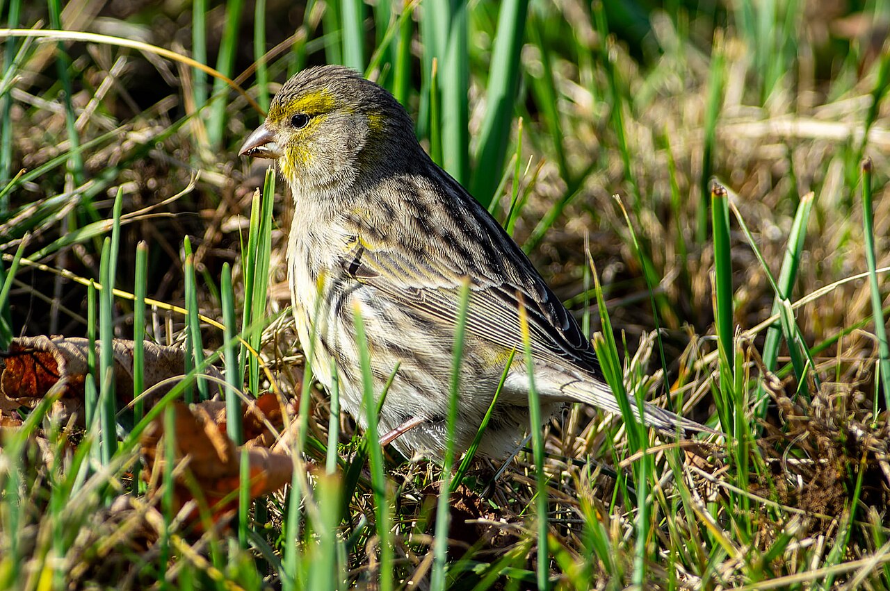 Canary (YC) Launches Agent Swarms to Verify AI-Generated Code — Atlantic canary (Serinus canaria)