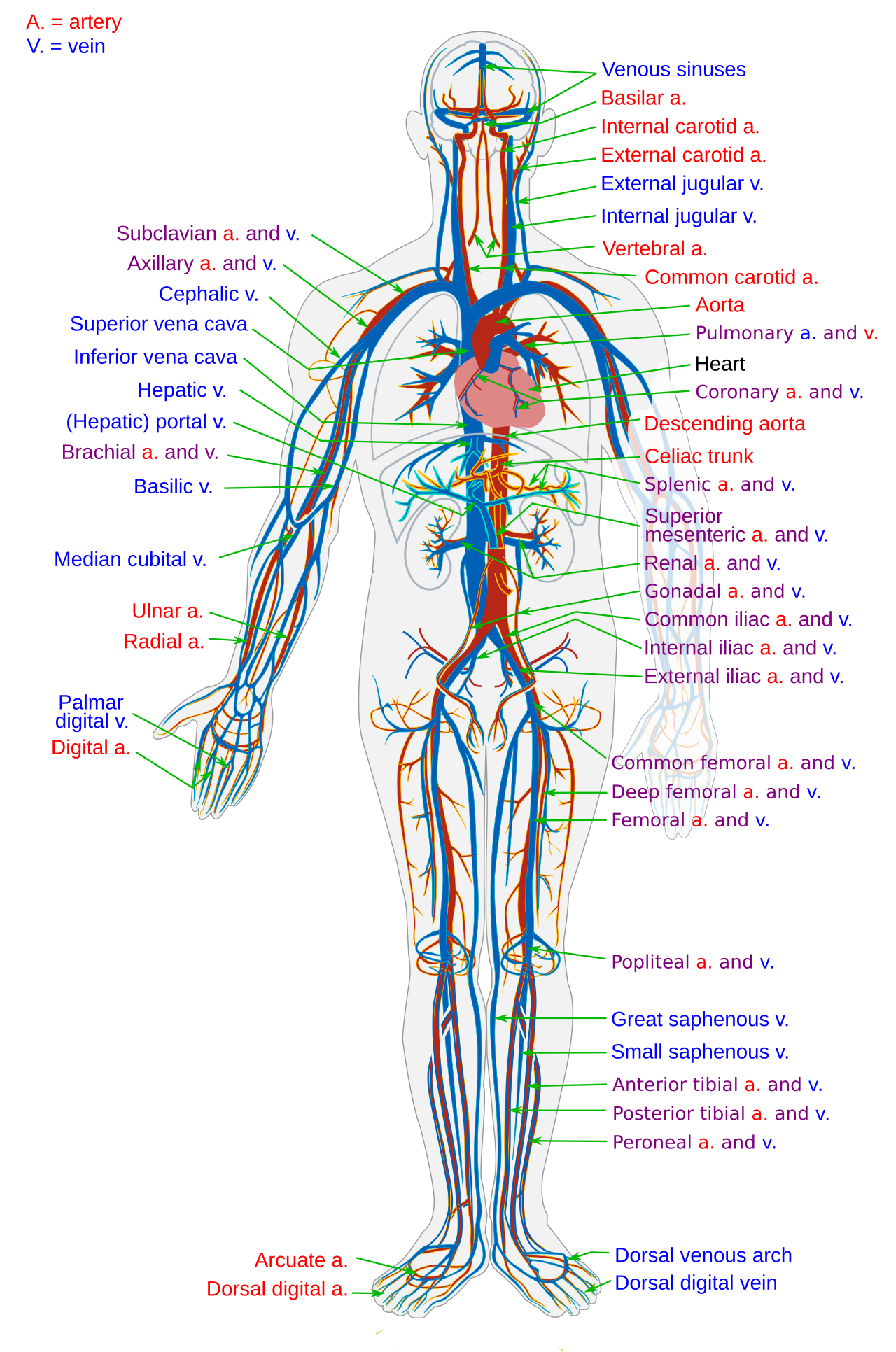Jev-Mem Introduces System-One-Controlled Agentic Memory for Efficiency — Circulatory System en