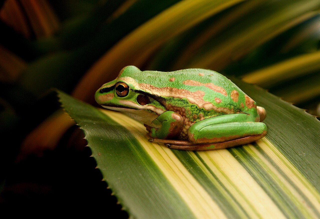 The Green Lamp Lies: A Decade of Lessons in Harnessing Claude Code — The Green and Golden Bell Frog