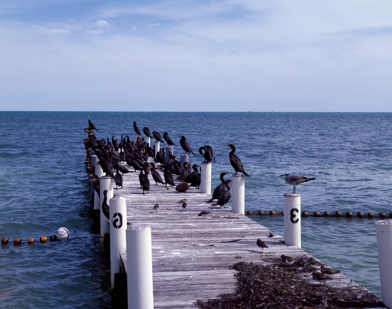 Context Management Becomes Key Battleground in AI Workspace Showdown — This pier, owned by the Edgewater Lodge on Long Key in the Florida Keys, often becomes a virtual bird sanctuary LCCN2011633169