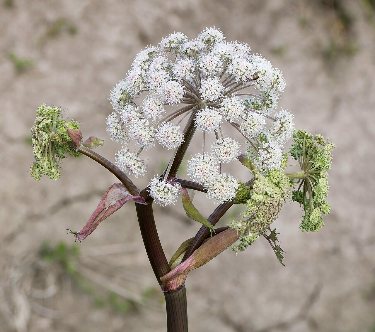 Six Questions to Ask Before Adding an AI Router to Your App — Wild angelica - before blooming