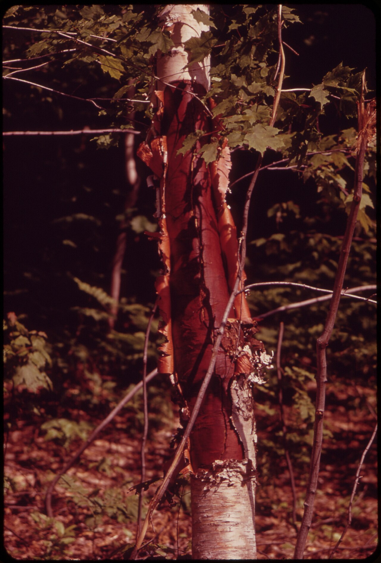 Oracle Devs Warn Against Letting AI Agents Write Arbitrary SQL — MUTILATED TREE IN THE 