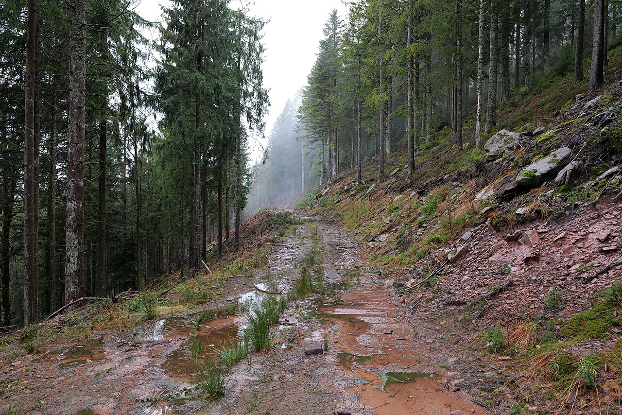 Black Forest Labs Ships FLUX.3 Image Klein, a 5.6B Model Targeting 8GB GPUs — Abondand track in the Black Forest at north of Obertal Baiersbronn 2020-03-11 03