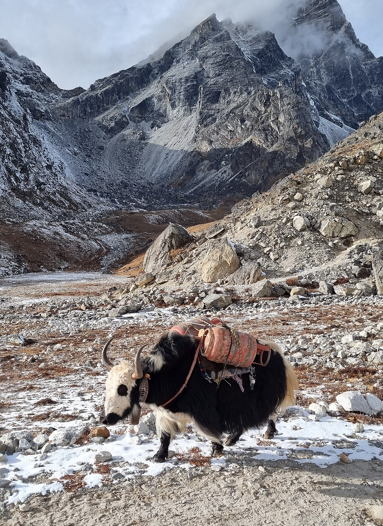 Base Gas Spikes Rarely Warrant Time-Based Optimization, Data Shows — A domestic yak carrying cooking gas cylinders on the way to the Everest Base Camp in Nepal, photographed on November 28, 2023